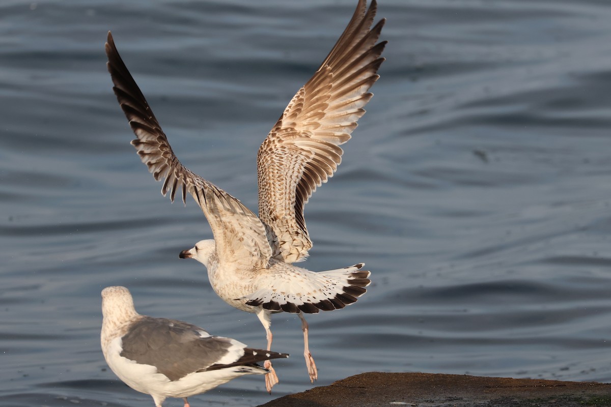 Mongolian Gull - ML627852762