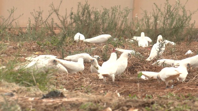 Little Corella - ML627852803