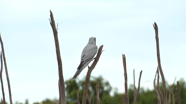 Black-faced Cuckooshrike - ML627852816