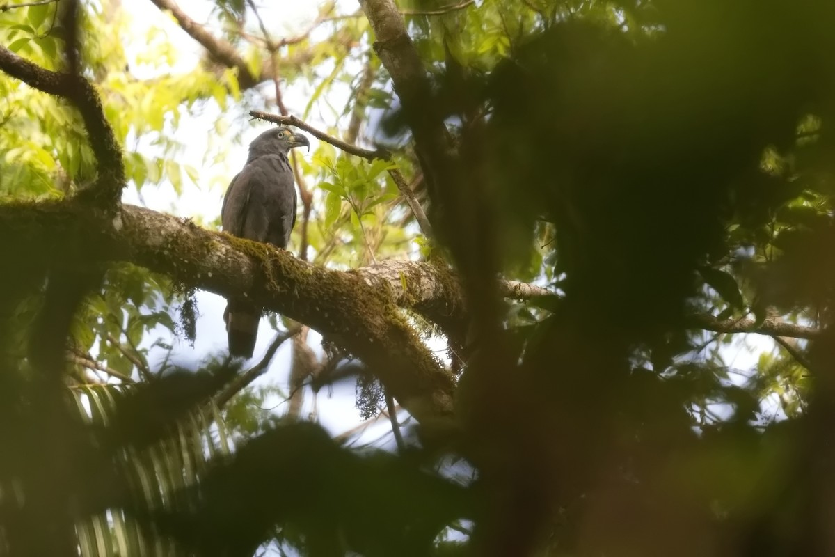 kroknebbglente - ML627852869