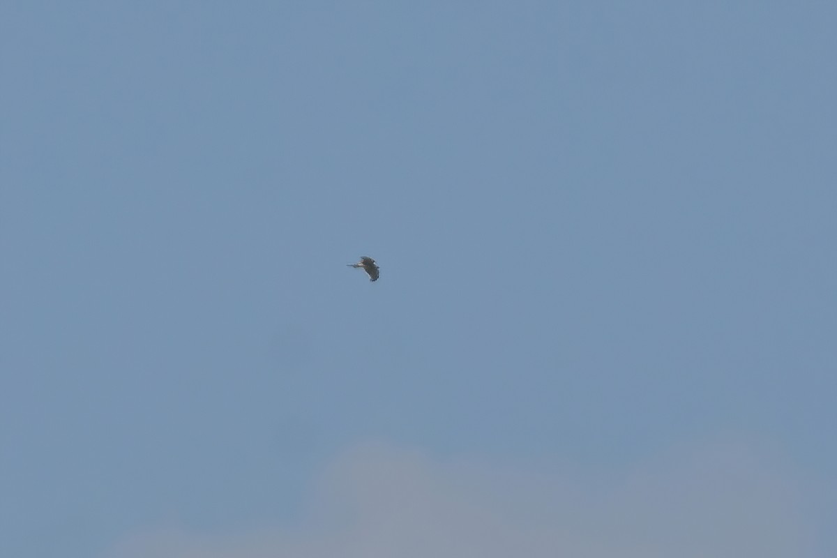 hawk sp. - ML627852916
