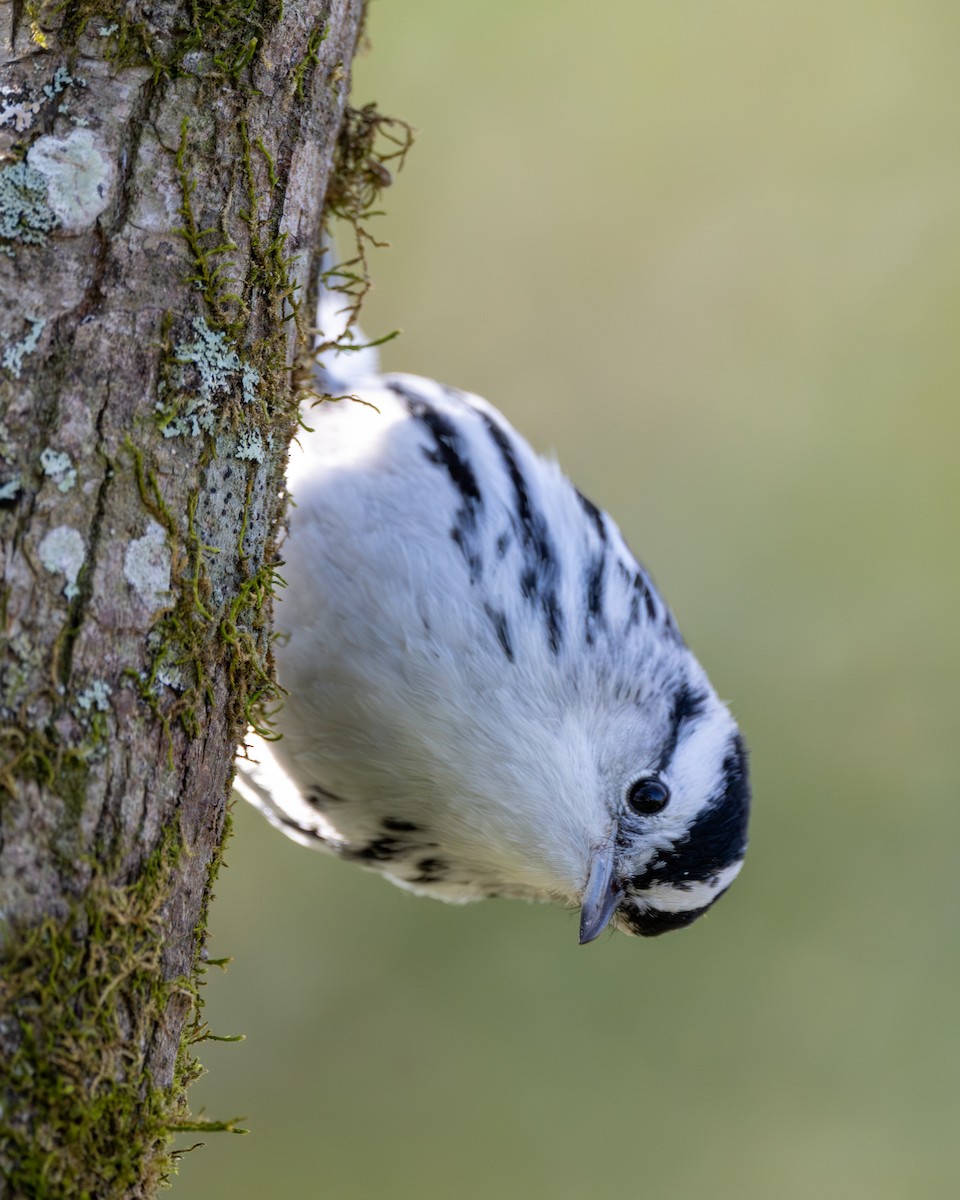 Black-and-white Warbler - ML627852921