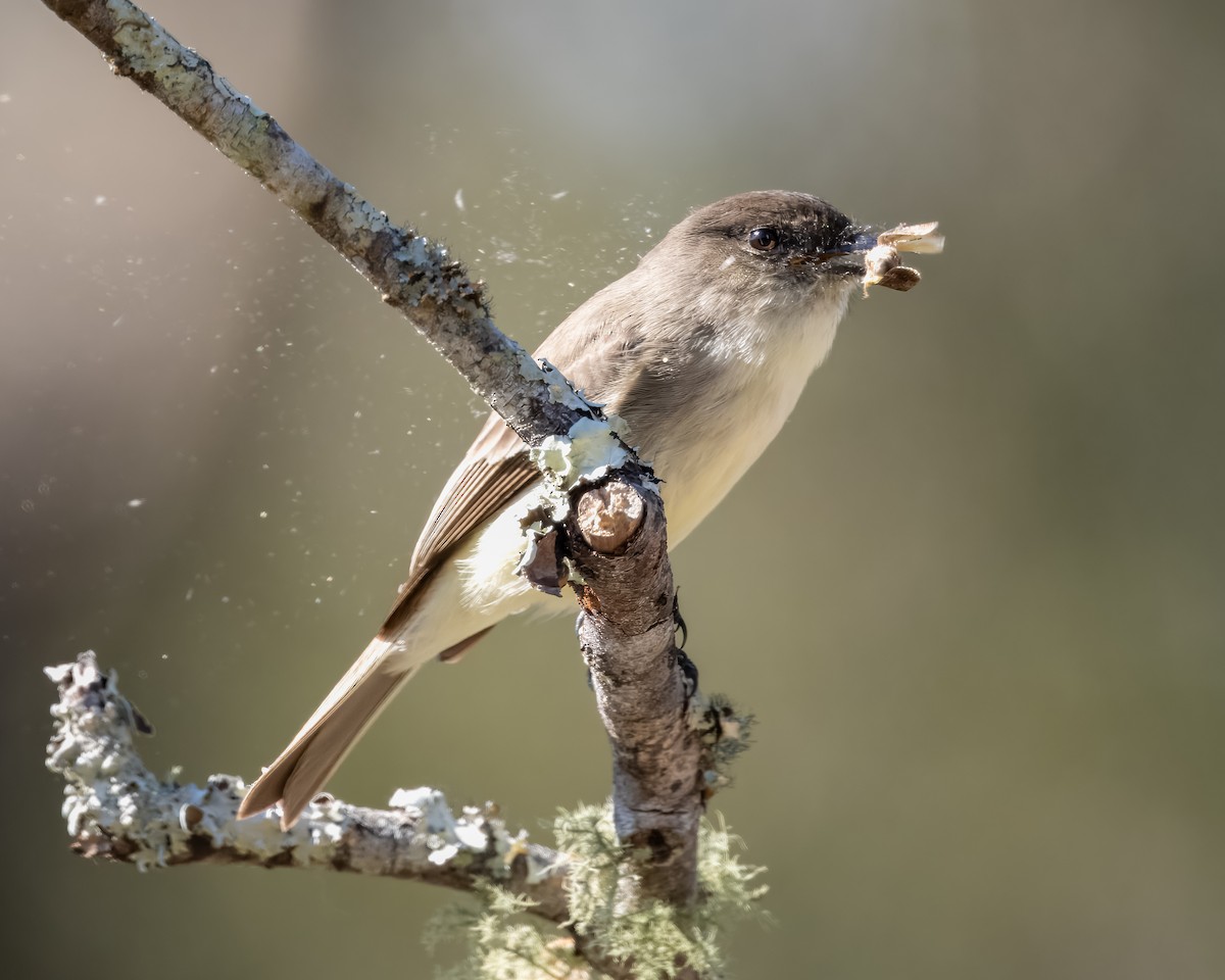 Eastern Phoebe - ML627852925