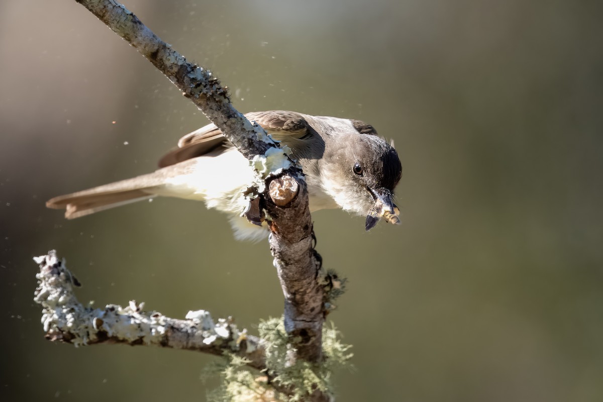 Eastern Phoebe - ML627852926
