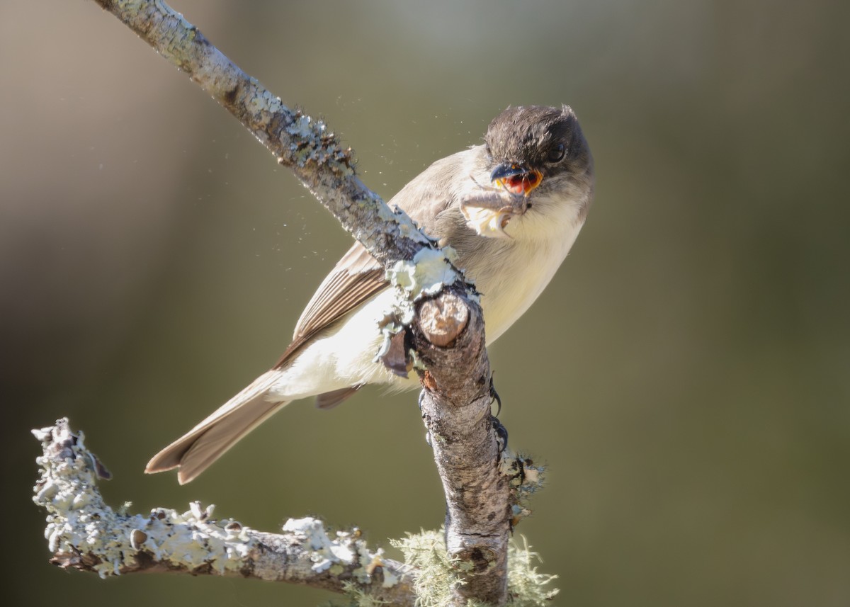 Eastern Phoebe - ML627852927