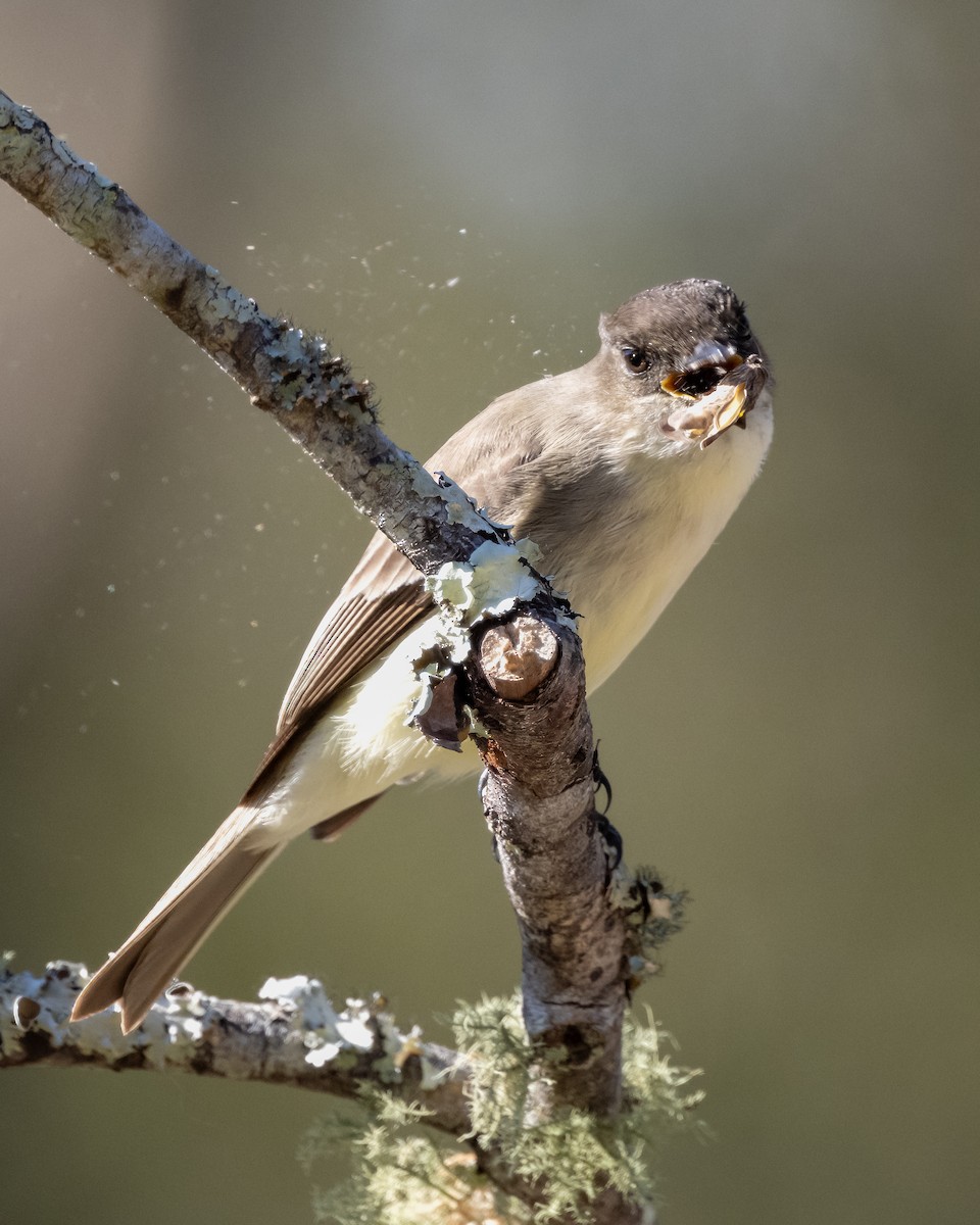 Eastern Phoebe - ML627852928