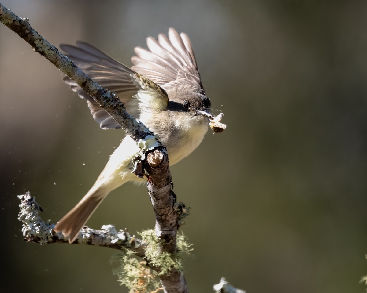 Eastern Phoebe - ML627852929