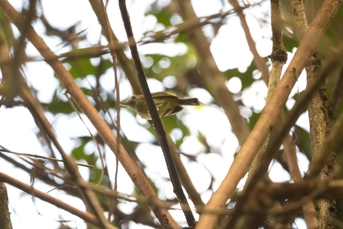 guyanatodityrann - ML627852949