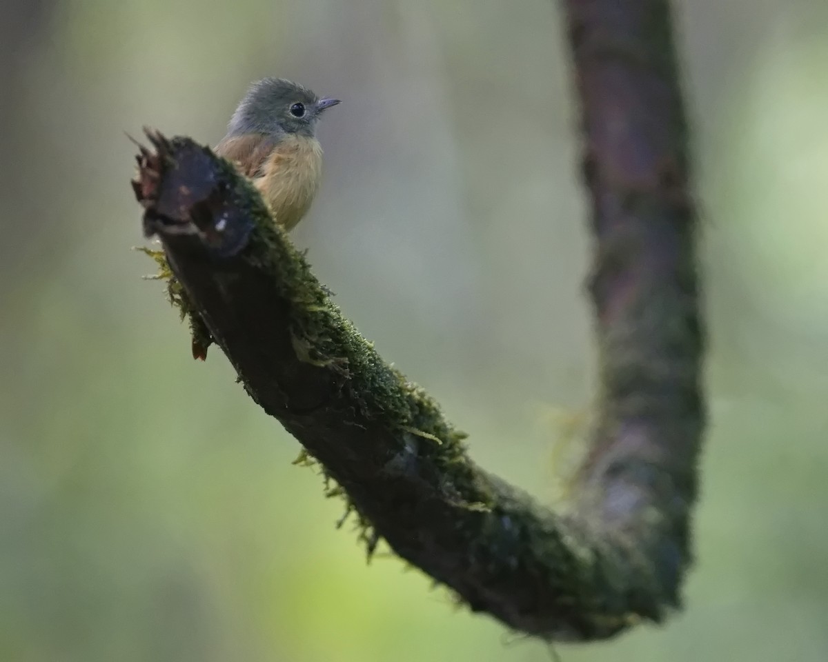 rødstjerttyrann - ML627852956