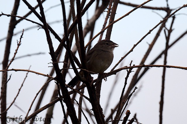 Botteri's Sparrow (Peten) - ML627852968