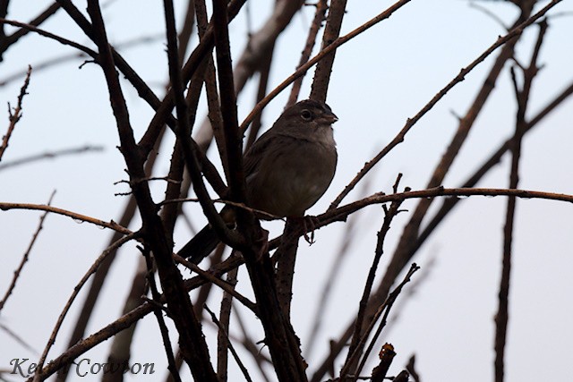 Botteri's Sparrow (Peten) - ML627852969