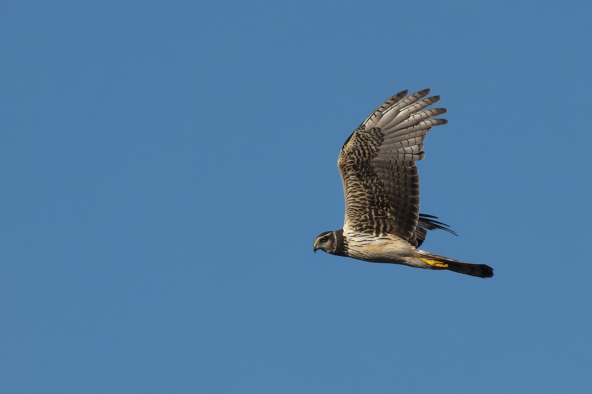 Long-winged Harrier - ML627853060