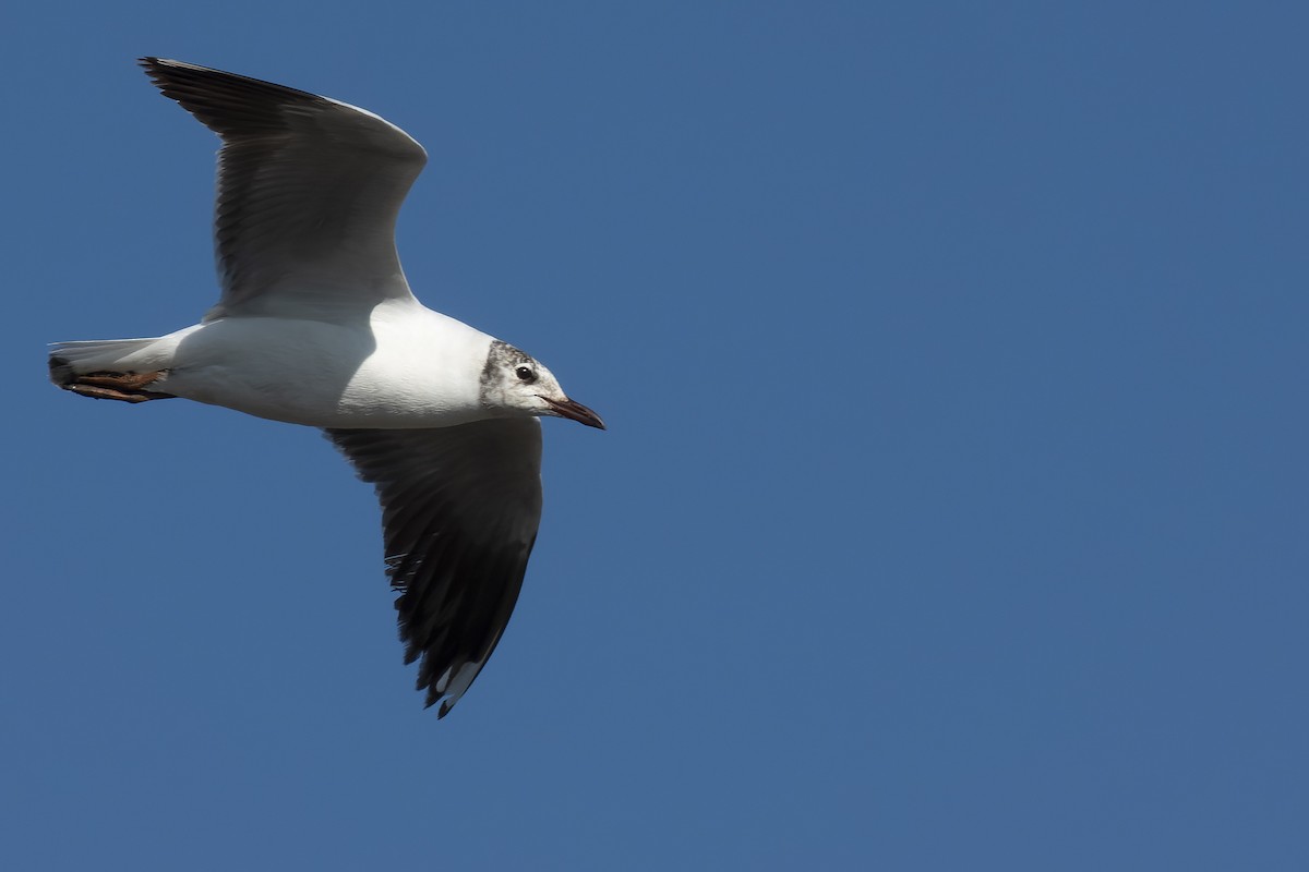 Brown-hooded Gull - ML627853069