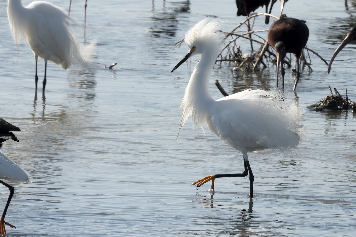 Snowy Egret - ML627853084