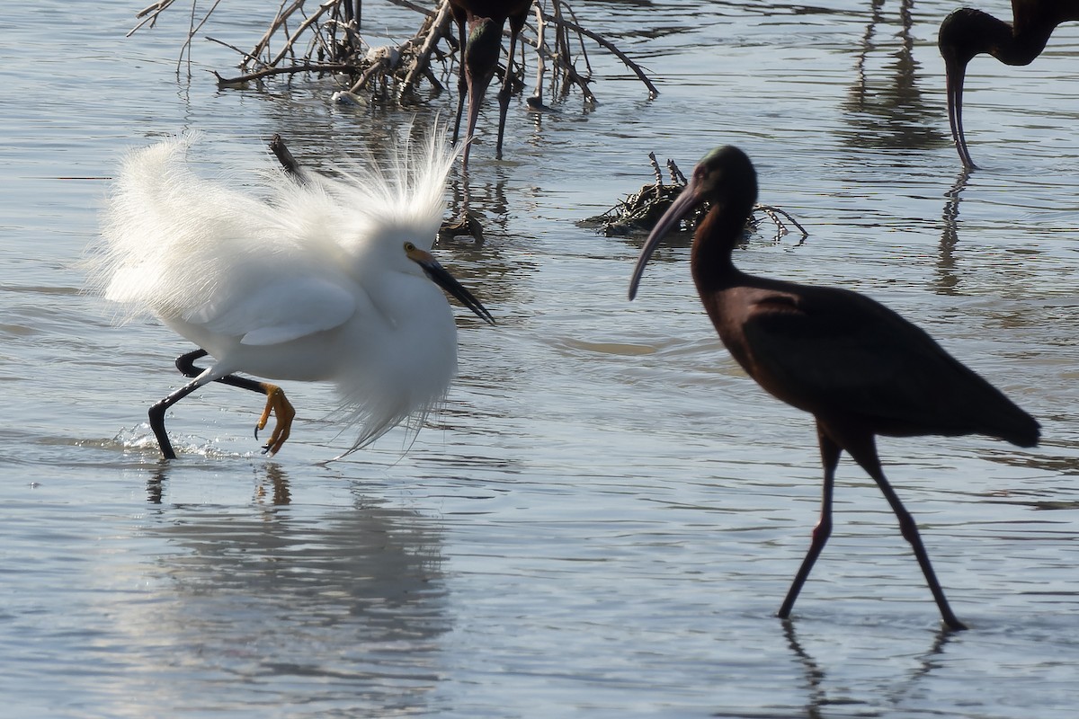 Snowy Egret - ML627853085