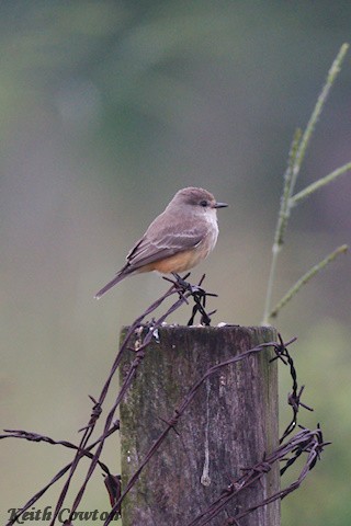 Vermilion Flycatcher (Northern) - ML627853111