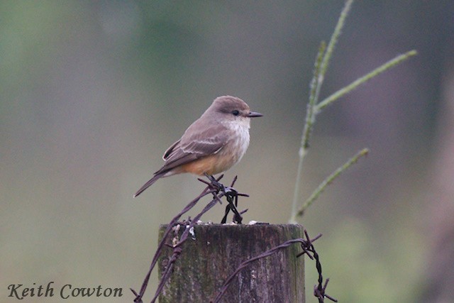 Vermilion Flycatcher (Northern) - ML627853112