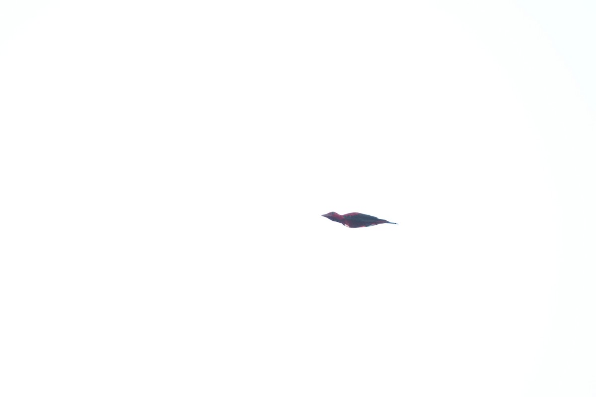 ベニカザリドリ - ML627853216