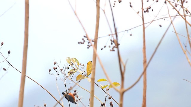 Chestnut-bellied Tit - ML627853369