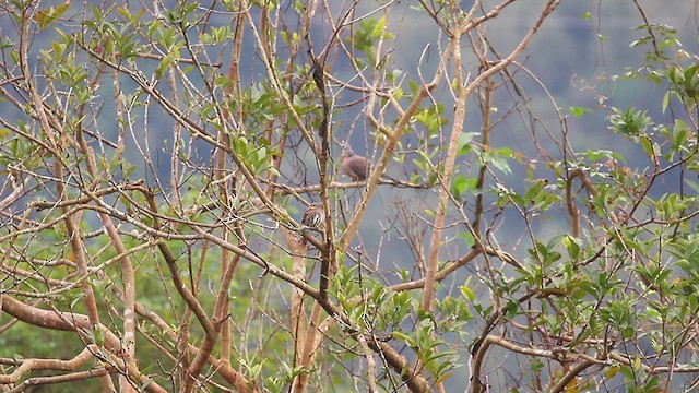 Collared Owlet - ML627853372