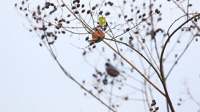 Chestnut-bellied Tit - ML627853383