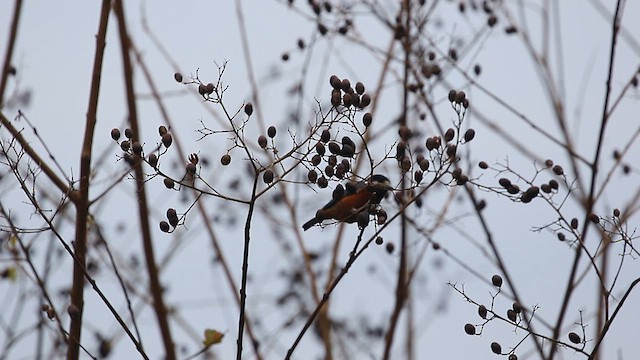 Chestnut-bellied Tit - ML627853392