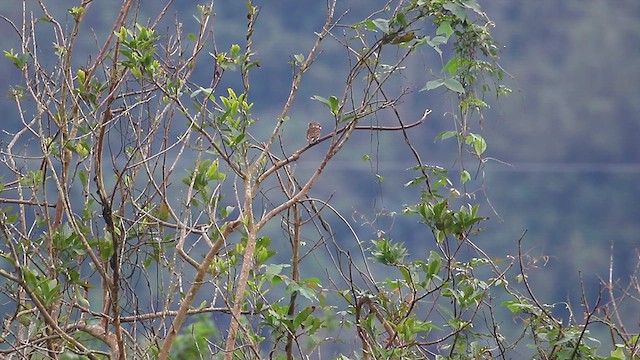 Collared Owlet - ML627853407