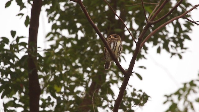 Collared Owlet - ML627853412