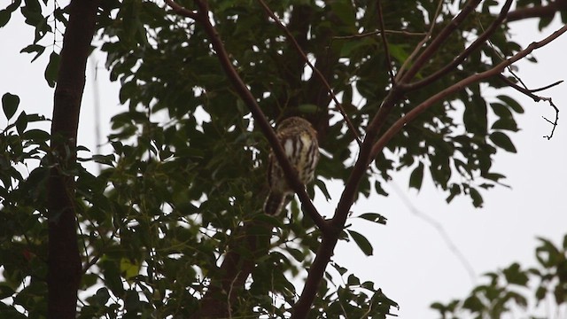Collared Owlet - ML627853413
