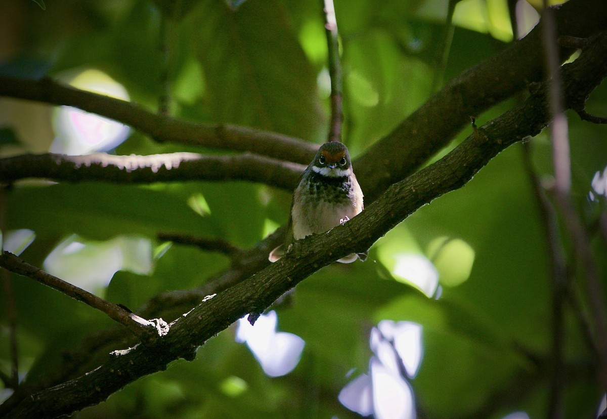 Australian Rufous Fantail - ML627853475