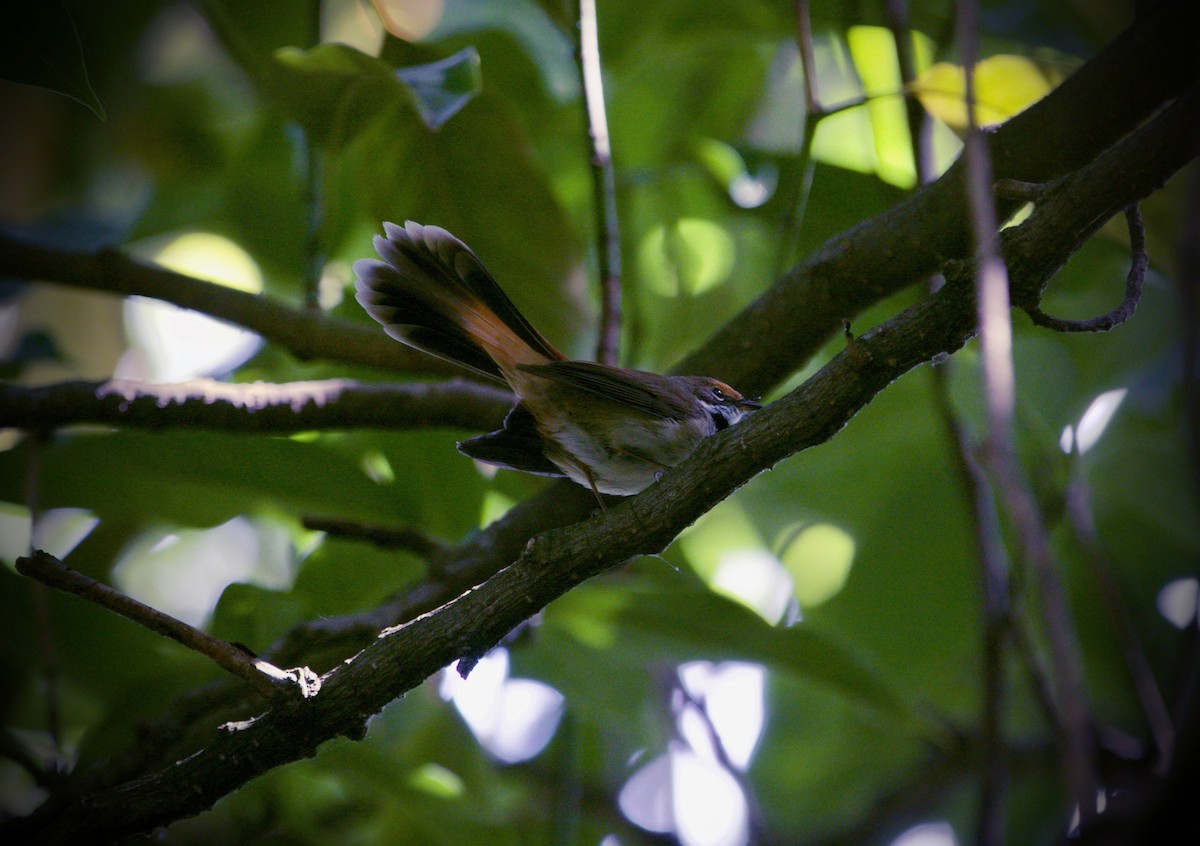 Australian Rufous Fantail - ML627853536