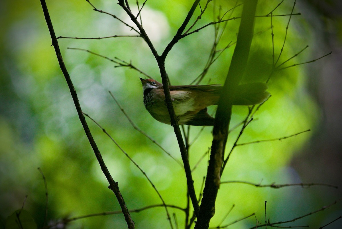 Australian Rufous Fantail - ML627853595