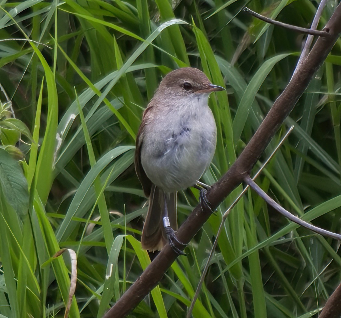 Lesser Swamp Warbler - ML627853652