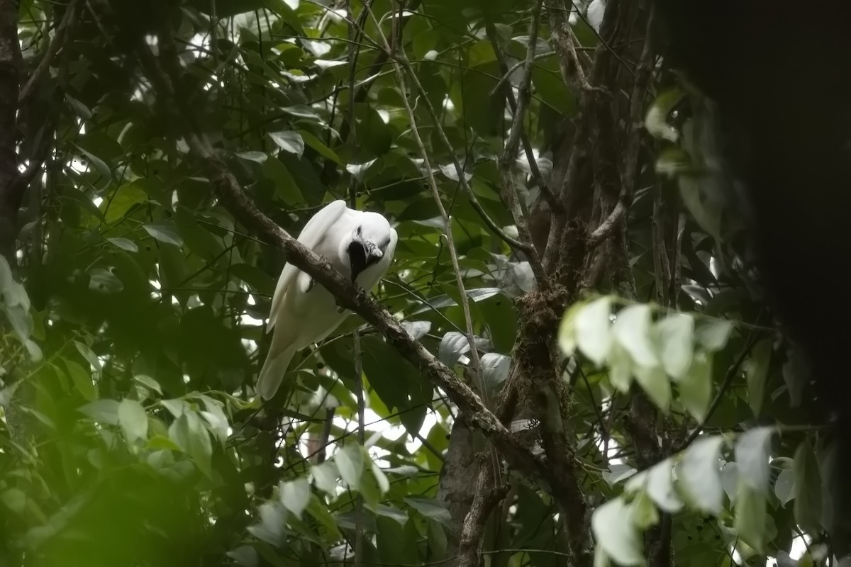 White Bellbird - ML627853695