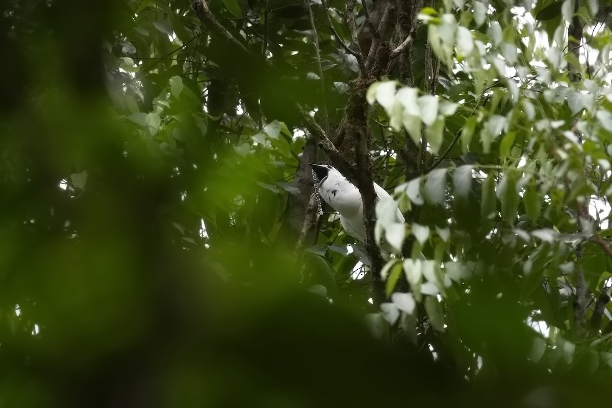 White Bellbird - ML627853696