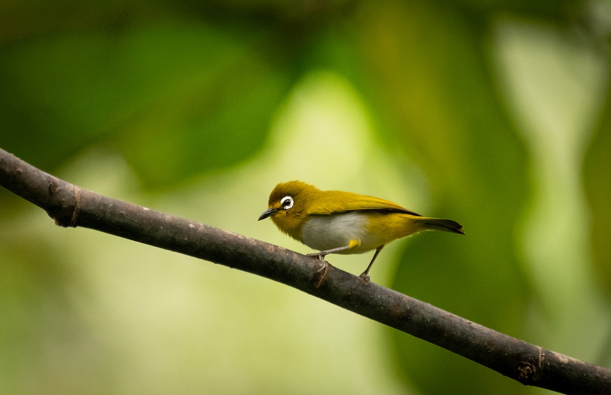 Büyük Kai Gözlükçüsü - ML627853839