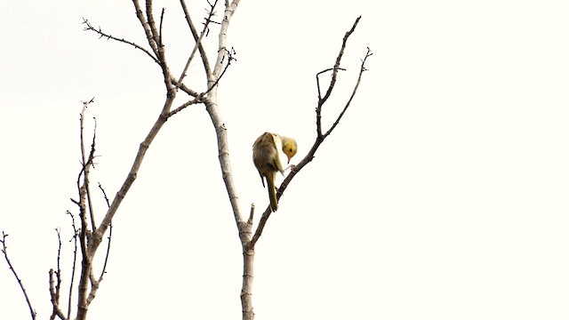 White-plumed Honeyeater - ML627853929