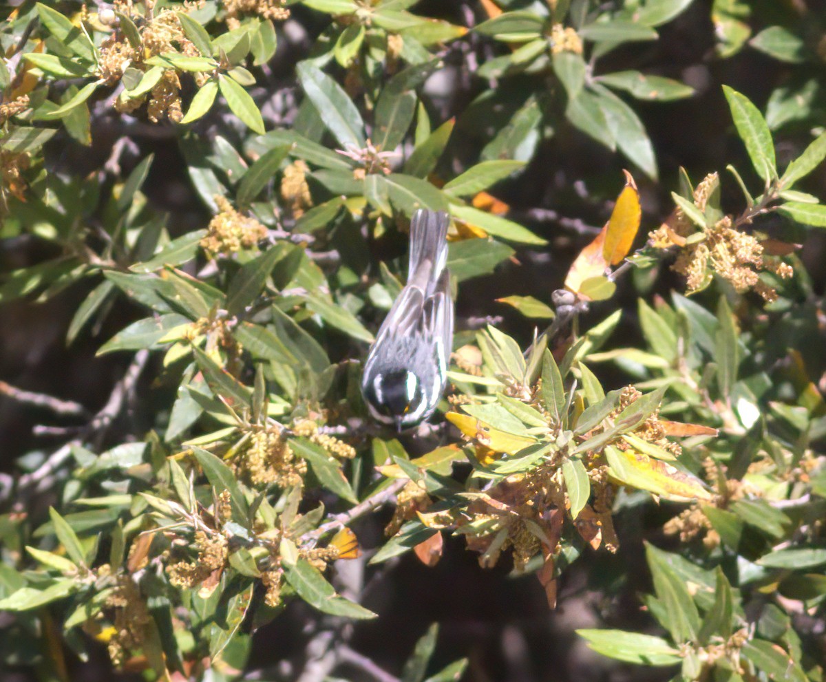 Black-throated Gray Warbler - ML627853930