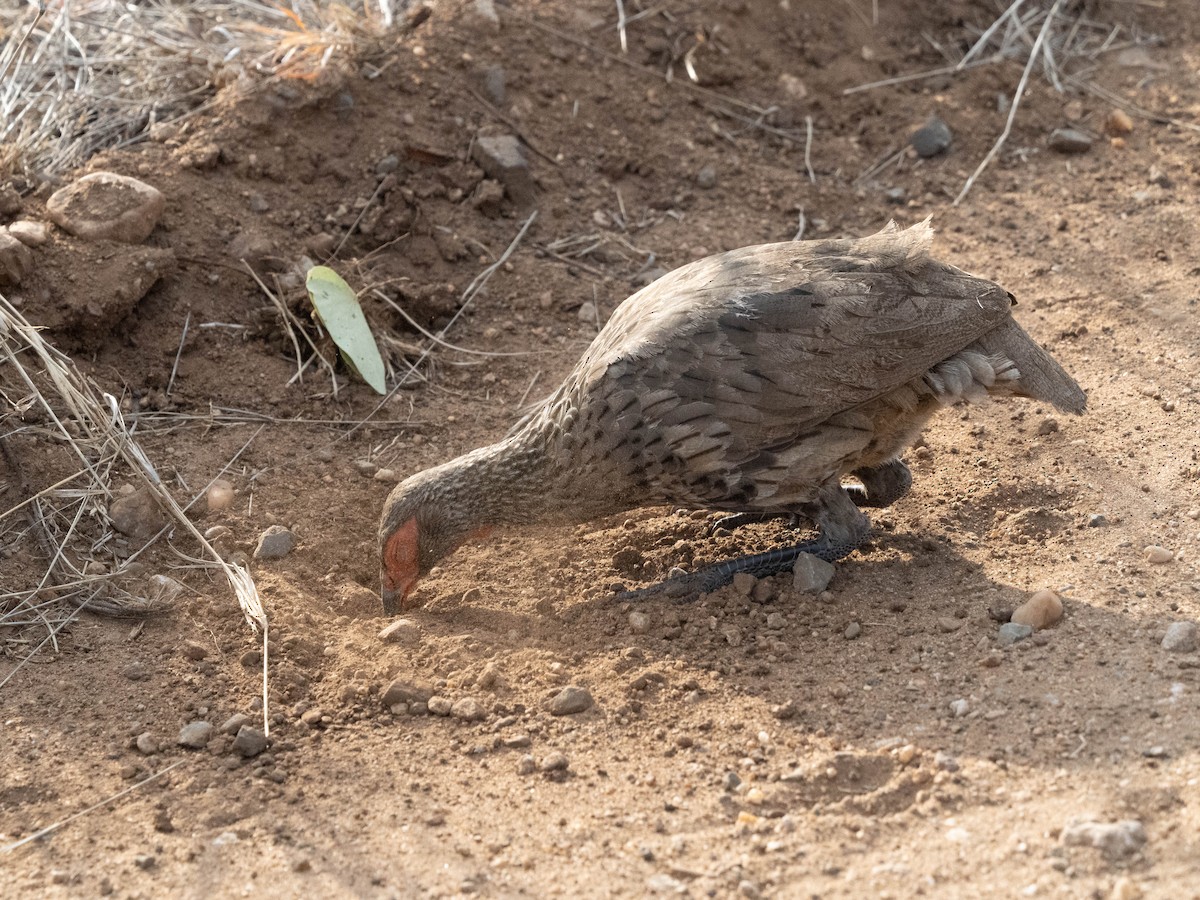 Swainson's Spurfowl - ML627853946