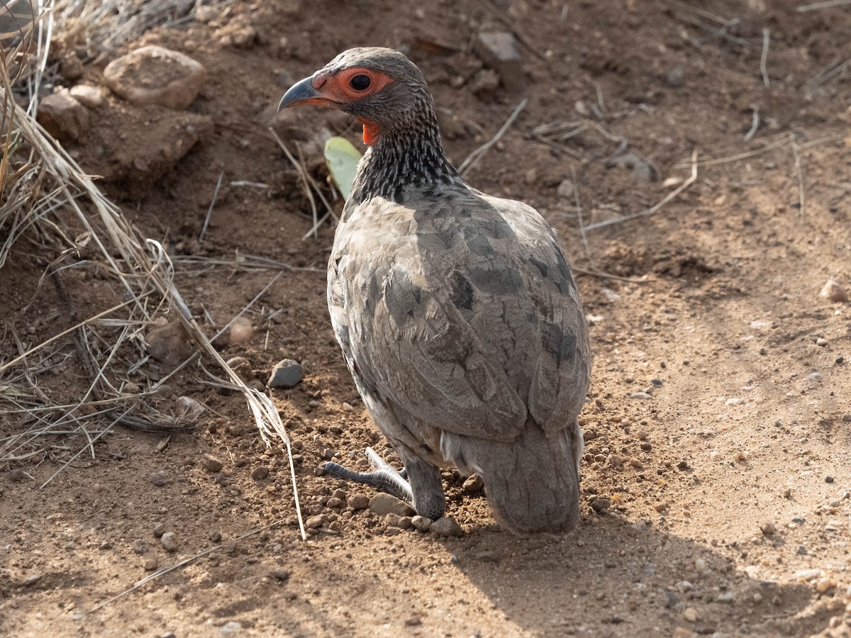 Swainson's Spurfowl - ML627853947