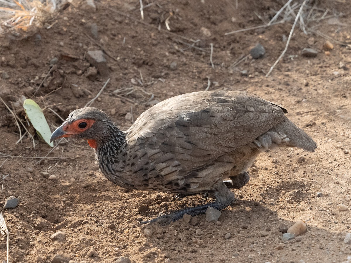 Swainson's Spurfowl - ML627853948