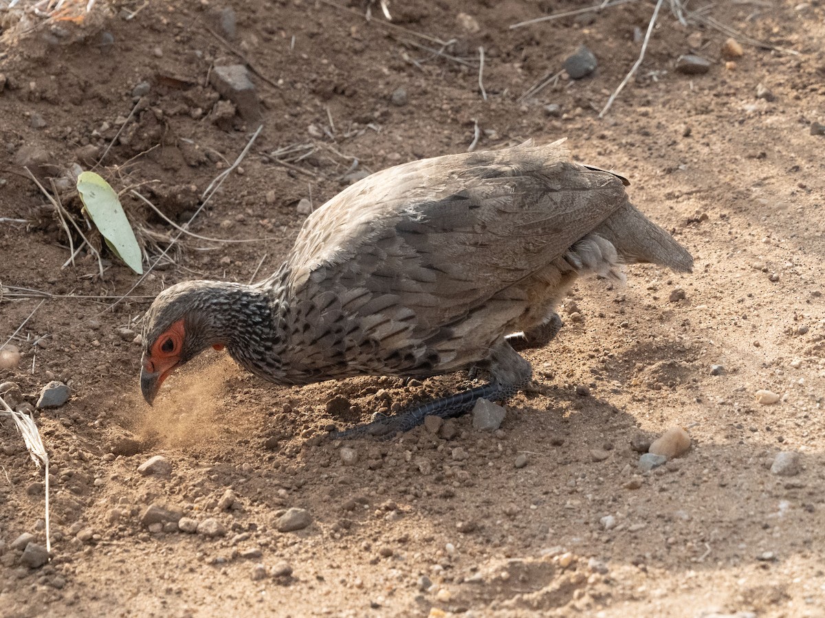 Swainson's Spurfowl - ML627853949