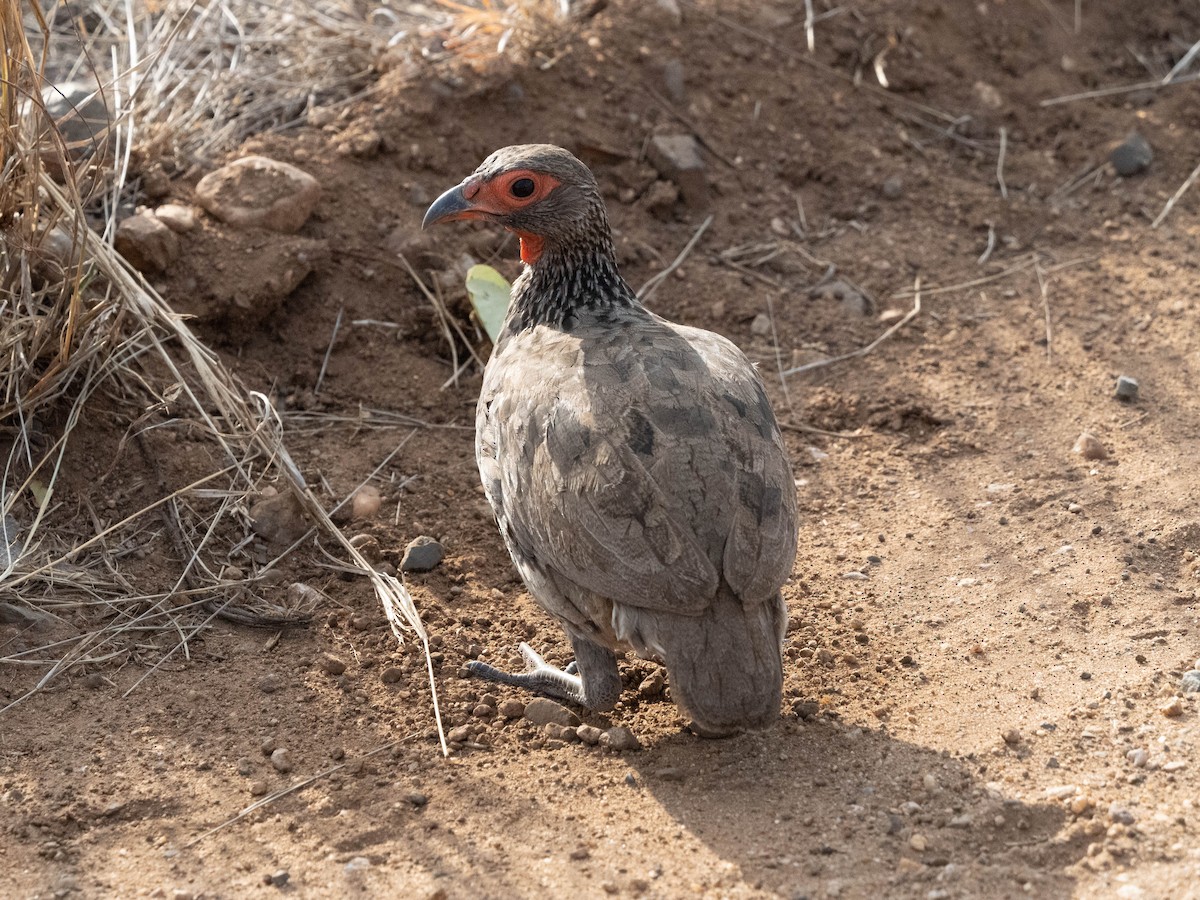 Swainson's Spurfowl - ML627853950