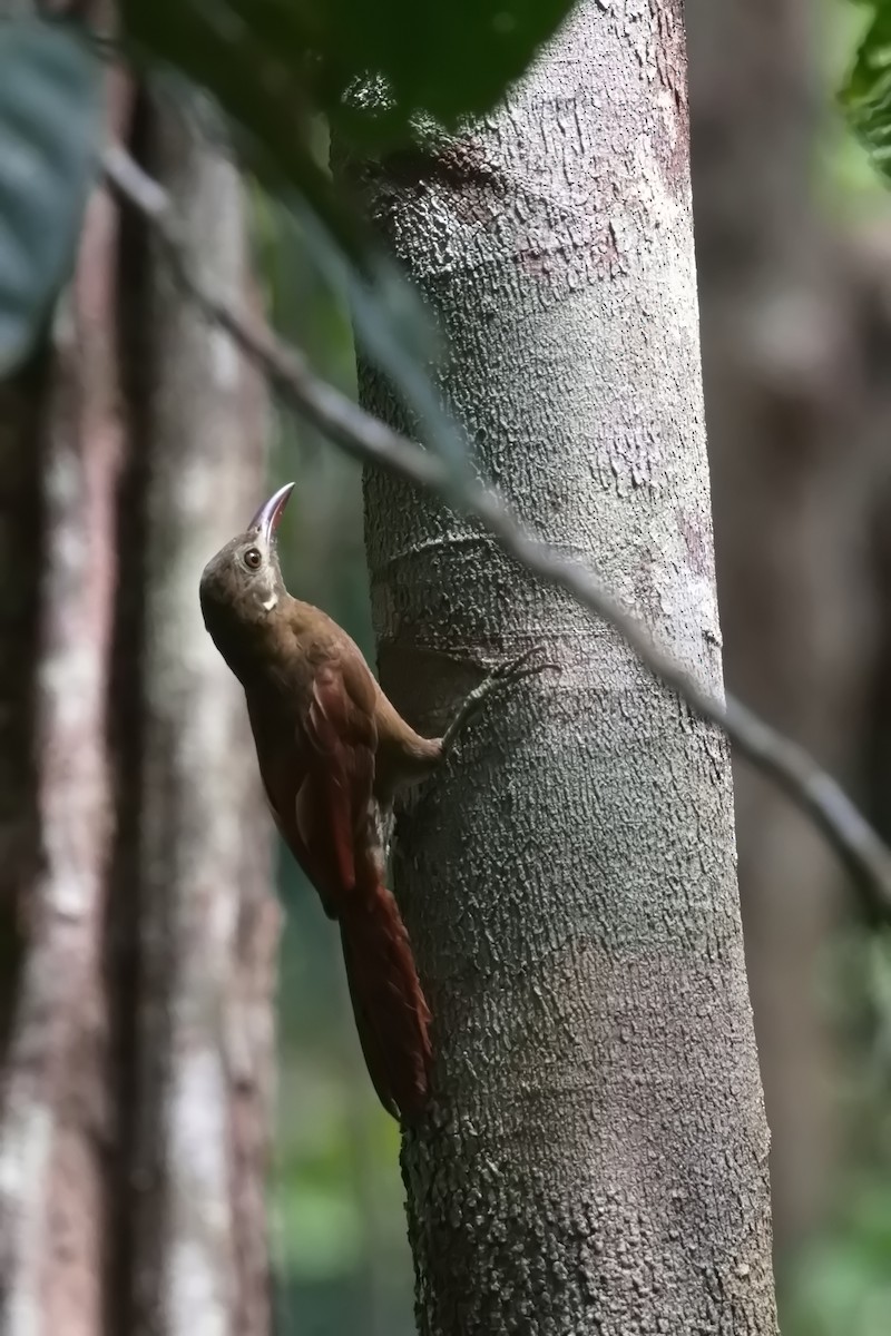 Red-billed Woodcreeper - ML627853986