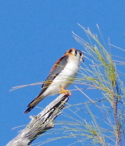 American Kestrel - ML627853995