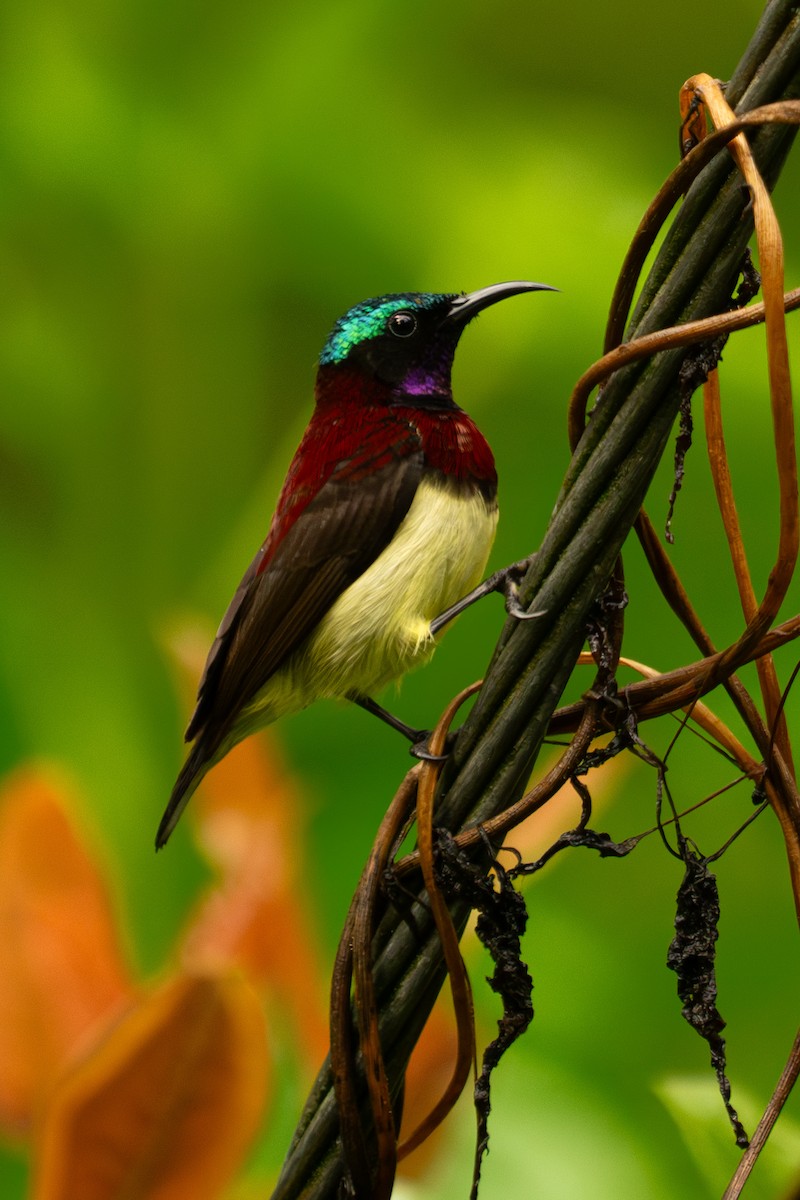 Crimson-backed Sunbird - ML627854026