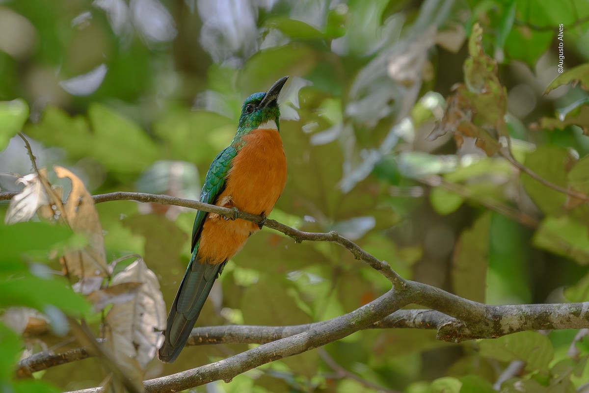 Great Jacamar - ML627854051