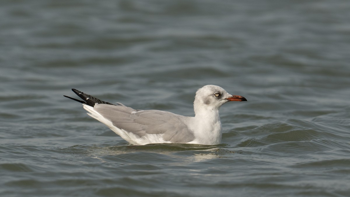 Gray-hooded Gull - ML627854085