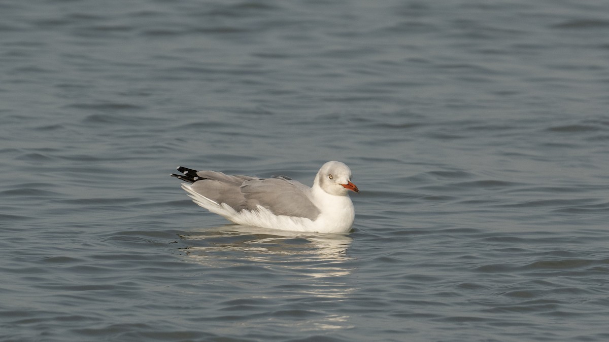 Gray-hooded Gull - ML627854086