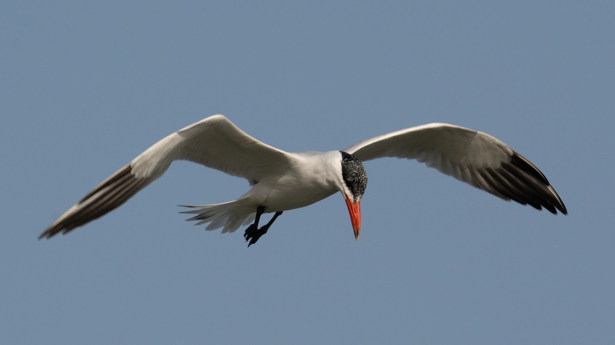 Caspian Tern - ML627854099